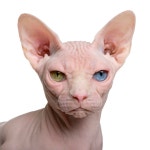 12,207 Sphynx Cat Stock Photos - Free & Royalty-Free Stock Photos from Dreamstime