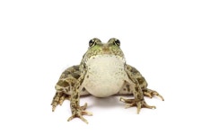 1,729 Green Frog Jumping Stock Photos - Free & Royalty-Free Stock Photos from Dreamstime