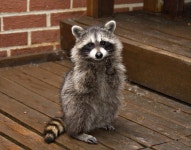 6,610 Racoon Stock Photos - Free & Royalty-Free Stock Photos from Dreamstime