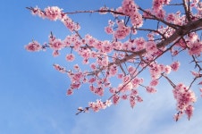 44,271 Blossom Apricot Stock Photos - Free & Royalty-Free Stock Photos from Dreamstime