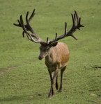 62,139 Stag Deer Stock Photos - Free & Royalty-Free Stock Photos from Dreamstime