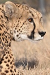 Cheetah stock image. Image of mammals, mara, wildlife - 2413713
