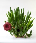 716 Stapelia Stock Photos - Free & Royalty-Free Stock Photos from Dreamstime