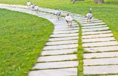 Stone path with ducks stock image. Image of curve, nature - 20050715