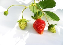 2,600 Strawberry Vine Stock Photos - Free & Royalty-Free Stock Photos from Dreamstime