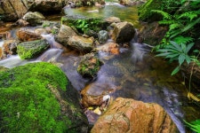 Moss Images - Download 263,380 Royalty Free Photos - Page 424
