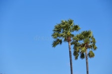 3,771 Tall Oil Stock Photos - Free & Royalty-Free Stock Photos from Dreamstime - Page 35