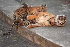 Sumatran tiger stock image. Image of tongue, sumatran - 34894689