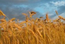 4,057,899 Summer Field Stock Photos - Free & Royalty-Free Stock Photos from Dreamstime