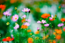 825,191 Wild Flowers Stock Photos - Free & Royalty-Free Stock Photos from Dreamstime