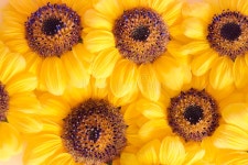 Sunflowers stock image. Image of backgrounds, agriculture - 7335727