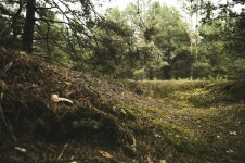 Free Public Domain CC0 Image: Sunny Forest Floor Picture. Image: 86258904