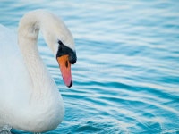 Swan stock photo. Image of feathers, light, cygnus, attraction - 3219916