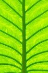 9,539 Taro Leaf Stock Photos - Free & Royalty-Free Stock Photos from Dreamstime