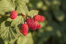 13,097 Rubus Stock Photos - Free & Royalty-Free Stock Photos from Dreamstime