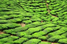 50,334 Tea Farm Stock Photos - Free & Royalty-Free Stock Photos from Dreamstime