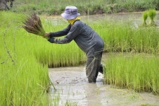 23,979 Thai Farmer Stock Photos - Free & Royalty-Free Stock Photos from Dreamstime