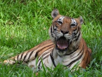 Tiger in the jungle stock image. Image of tiger, forest - 168221359