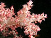 41,104 Soft Coral Stock Photos - Free & Royalty-Free Stock Photos from Dreamstime