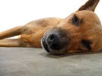 Tired dog stock image. Image of empty, text, ground, laying - 1652259