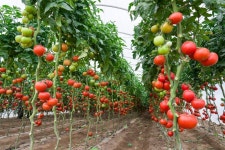 439,163 Greenhouse Stock Photos - Free & Royalty-Free Stock Photos from Dreamstime