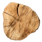 Top View of a Cut Tree Trunk with Annual Rings in a Humid Forest Stock Image - Image of industry, wicker: 214184267 Top View Of A... 