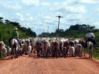 Road to the park stock image. Image of alley, fantasy - 19011225