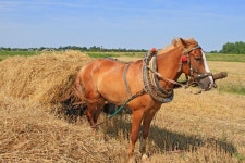 Havest time stock photo. Image of agriculture, mediterranean - 10348916