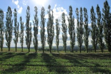 321,951 Tree Line Stock Photos - Free & Royalty-Free Stock Photos from Dreamstime