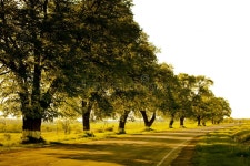 Trees stock photo. Image of summer, trees, nature, yellow - 5756320