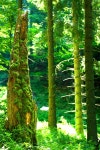 Sunlight through Forest stock image. Image of romania - 5306861