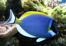 8,552 Blue Tang Stock Photos - Free & Royalty-Free Stock Photos from Dreamstime