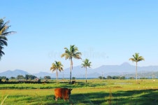 Richmodrey (Richmodrey) - Photos