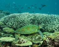 7,086 Heron Island Stock Photos - Free & Royalty-Free Stock Photos from Dreamstime