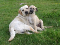 20,298 Lovely Dogs Stock Photos - Free & Royalty-Free Stock Photos from Dreamstime
