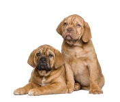 4,388 Dogue Stock Photos - Free & Royalty-Free Stock Photos from Dreamstime