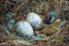 564 Penguin Eggs Stock Photos - Free & Royalty-Free Stock Photos from Dreamstime