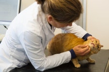 39,195 Veterinarian Cat Stock Photos - Free & Royalty-Free Stock Photos from Dreamstime