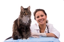 1,312,584 Cat Stock Photos - Free & Royalty-Free Stock Photos from Dreamstime - Page 54