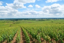 Beautiful Vineyard Landscape Stock Image - Image of nature, growth: 42173929
