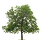 47,026 Walnut Tree Stock Photos - Free & Royalty-Free Stock Photos from Dreamstime