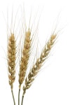 Genetic engineering stock photo. Image of genetic, science - 25652988