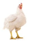 187,956 Hen Stock Photos - Free & Royalty-Free Stock Photos from Dreamstime - Page 20