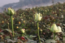 19,445 Rose Farm Stock Photos - Free & Royalty-Free Stock Photos from Dreamstime - Page 11