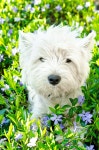 885,792 White Dog Stock Photos - Free & Royalty-Free Stock Photos from Dreamstime
