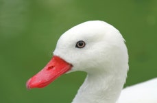 185,480 Goose Stock Photos - Free & Royalty-Free Stock Photos from Dreamstime - Page 4