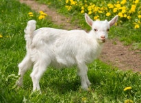 Young goat stock image. Image of bells, white, pasture - 8039451