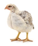White hen isolated stock photo. Image of domestic, standing - 287791190