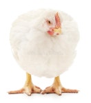 Pets Images - Download 335,713 Royalty Free Photos - Page 443
