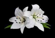 Easter Lily and Bible stock photo. Image of religion - 26016000